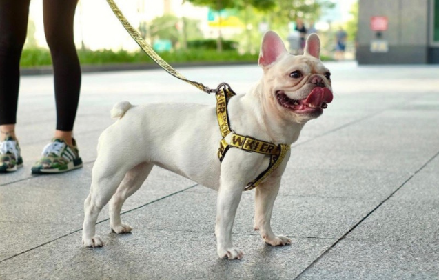 off white pet leash
